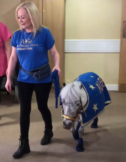 Alfie The Therapy Horse
